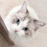 Mahi profil fotoğrafı