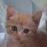 fairy_ashia profil fotoğrafı