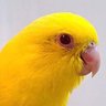 ๐ผ Random Kiwi ๐ผ ๐ณ๐ด๐ณ๐ฟ๐บ๐ธ's profile picture