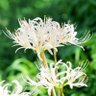 お前に送る彼岸花 的头像