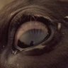 hyrcanian_perspective 的头像