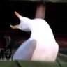 カモメ 的头像