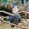ねぼすけ m profil fotoğrafı