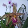 Orchid Fan's profile picture