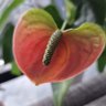 طبانه profil fotoğrafı