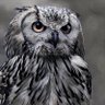 The Tweeting Owl 🦉🇪🇺💚 的头像