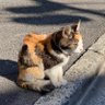 あつ兄 profil fotoğrafı