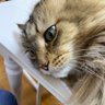 Profilbild von とさまたっに