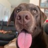 Goofyfool🇺🇸🦴's profile picture