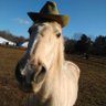 Profilbild von horse with hat