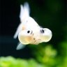 金魚人's profile picture