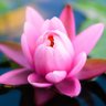 Cyndi D's profile picture