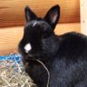 Profilbild von The Tranquil Rabbit Sanctuary.