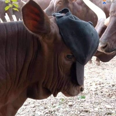 OwakyanzaireH's profile picture