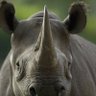 Proud RINO's profile picture