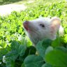 ひーろー's profile picture