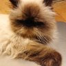 45かとう たけし profil fotoğrafı