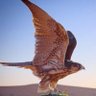 Фото профиля الصندوق الاسود