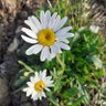 Фото профиля Daisy Doe