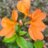 Crossandra 的头像