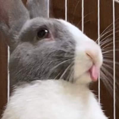 モーリー's profile picture