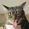 Profilbild von Rho (ρ) - Stress modo #on#