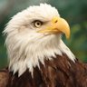 Dubbz's profile picture