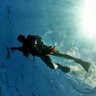 SCUBA Diver's profile picture