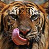 Wajd profil fotoğrafı
