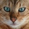 Profilbild von ただのクマ
