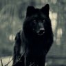 Фото профиля Lobo Negro