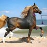 Фото профиля Show