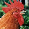 Profilbild von ali baba