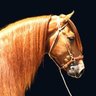 javier Sierra's profile picture