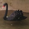 Фото профиля blswan