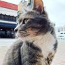 猫又お福🇯🇵 profil fotoğrafı