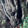 アラスカ船長 的头像