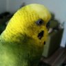 インコ profil fotoğrafı