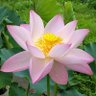 蓮の花のじゅん's profile picture