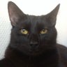 Sam Ghausy profil fotoğrafı