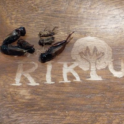 RIKYUmushi's profile picture