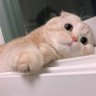 SJ's profile picture