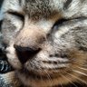 Hendra profil fotoğrafı