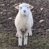 Profilbild von Yangsheep
