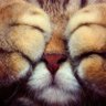 Profilbild von Кошкин папа 🐱