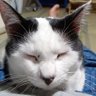 喜多朗(竹本 profil fotoğrafı