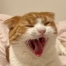 しばねこ 的头像
