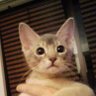 Profilbild von Leeqoon