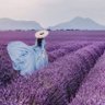 Фото профиля Viola Violante