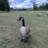 Фото профиля Duck
